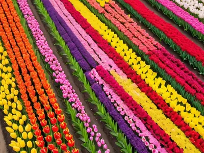 Tulip Garden Netherlands tablet flowers wallpaper