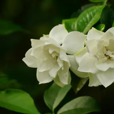 Vibrant close-up photo of white gardenia flowers blooming with lush green leaves 4k flowers wallpaper