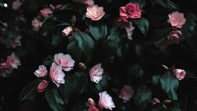 Vibrant pink flowers blooming amidst lush dark leaves, creating a striking flora 4k flowers wallpaper