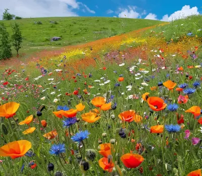 Wildflower Meadow Rainbow hd flowers wallpaper