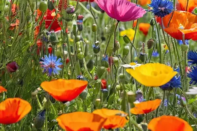Wildflower Meadow Rainbow phone flowers wallpaper