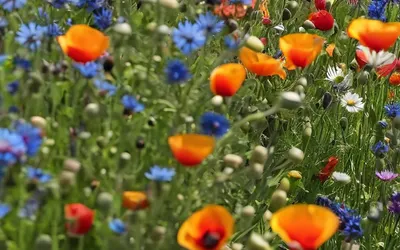 Wildflower Meadow Rainbow phone flowers wallpaper