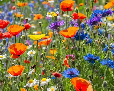 Wildflower Meadow Rainbow tablet flowers wallpaper
