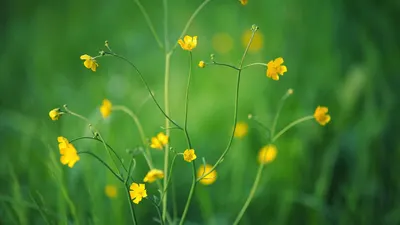 Yellow flowers small flowers blossom 4k flowers wallpaper