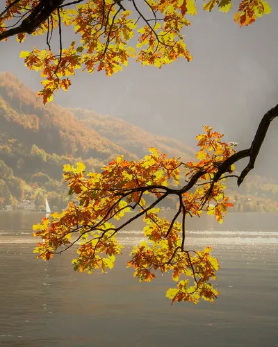 Fall leaves nature 4k lake wallpaper