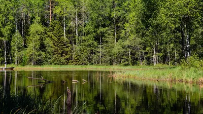 Peaceful forest landscape with a tranquil lake and lush green trees reflecting b 4k lake wallpaper
