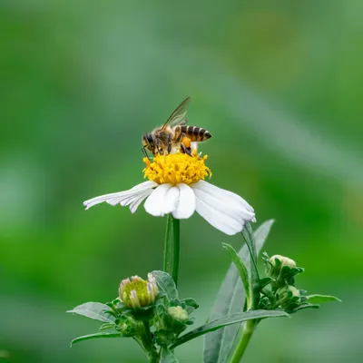 A close-up of a honey bee pollinating a white flower in Cheras, Malaysia, highli 4k macro wallpaper