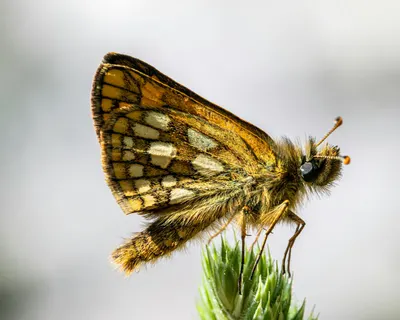 A detailed macro shot of a chequered skipper butterfly resting on a plant. 4k macro wallpaper