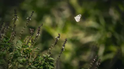 A white butterfly gracefully flies over Indian flora, captured in natural light. 4k macro wallpaper
