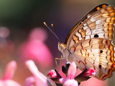 Butterfly insect white peacock butterfly 4k macro wallpaper