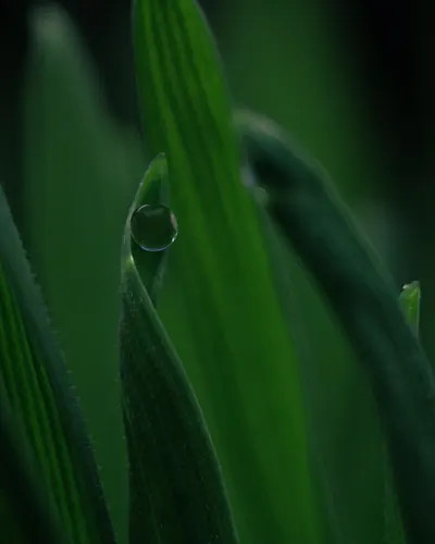 Close-up image capturing dewdrops on a vibrant green leaf with rich detail. 4k macro wallpaper