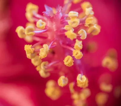 Close-up image of a vibrant red hibiscus flower stamen with pollen. 4k macro wallpaper