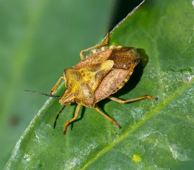 Close-up macro image of a shield bug resting on a green leaf, showcasing its det 4k macro wallpaper