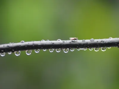 Close-up of a fly resting on a branch with water droplets against a green backgr 4k macro wallpaper