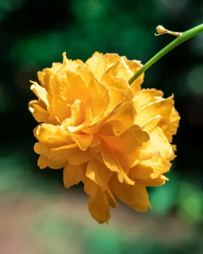 Close-up of a vivid yellow flower under natural lighting with blurred background 4k macro wallpaper