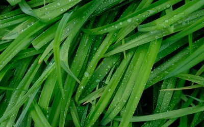 Close-up of vibrant green grass blades covered in dewdrops, showcasing natural f 4k macro wallpaper