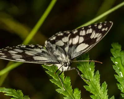 Close-up shot of a marbled white butterfly perched on vibrant green leaves showc 4k macro wallpaper