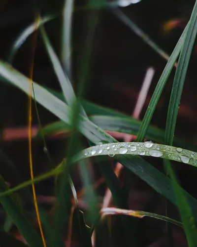 Close-up shot of fresh dew droplets on green grass leaves, capturing nature's be 4k macro wallpaper