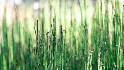 Close-up shot of green grass stems in a natural outdoor setting with vivid color 4k macro wallpaper