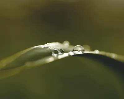 Close-up view of dewdrops on a grass blade showing nature's beauty in detail. 4k macro wallpaper