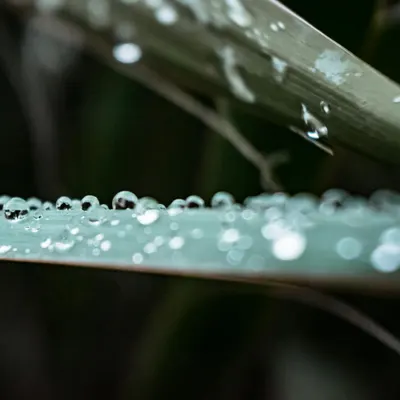 Close-up view of dewdrops on a leaf, showcasing nature's pristine beauty in macr 4k macro wallpaper