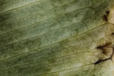 Closeup of a leaf highlighting intricate textures and vein patterns. 4k macro wallpaper