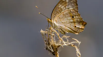 Costa rica butterfly nature 4k macro wallpaper