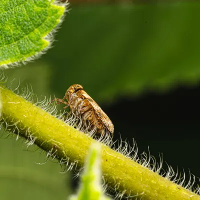 Detailed macro image of a leafhopper sitting on a green leaf stem. 4k macro wallpaper