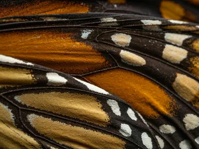 Detailed macro of monarch butterfly wing showing vibrant patterns. 4k macro wallpaper