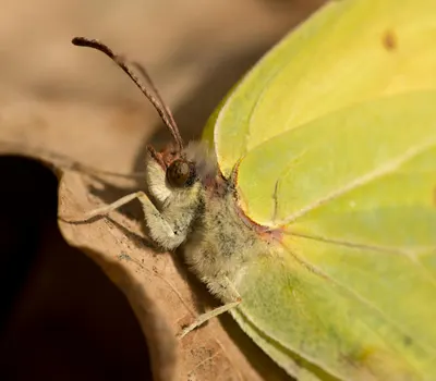 Detailed macro shot of a common brimstone butterfly (Gonepteryx rhamni) resting  4k macro wallpaper