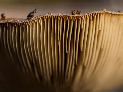Detailed macro shot of mushroom gills capturing texture and depth, highlighting  4k macro wallpaper