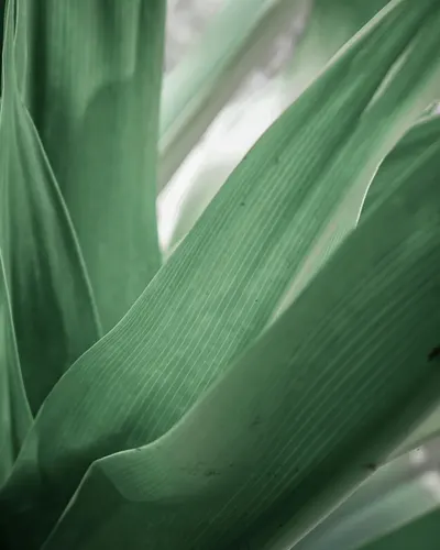 Detailed view of lush green tropical leaves showcasing natural textures and patt 4k macro wallpaper