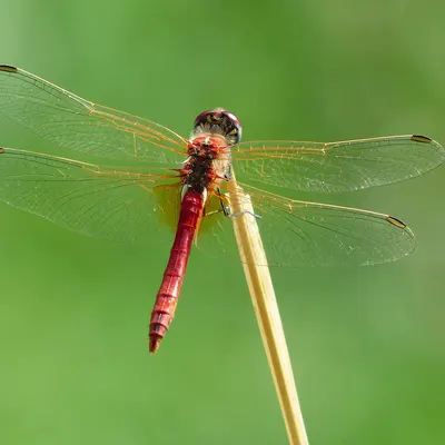 Dragonfly insect macro 4k macro wallpaper