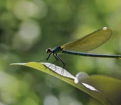 Dragonfly insect macro 4k macro wallpaper