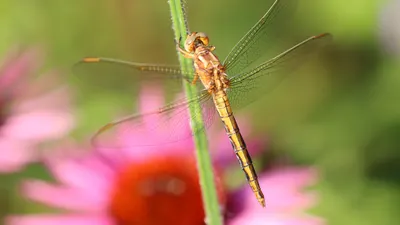Dragonfly insect plant 4k macro wallpaper
