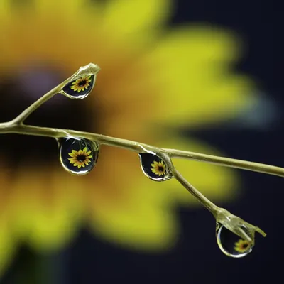 Droplets reflection flower 4k macro wallpaper