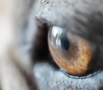 Eye dogs iris 4k macro wallpaper