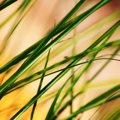 Grass dewdrop meadow 4k macro wallpaper