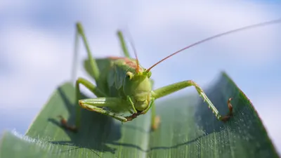 Grasshopper insect nature 4k macro wallpaper