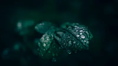 Intimate look at fresh water droplets resting on dark green leaf with moody back 4k macro wallpaper
