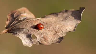 Ladybug free wallpaper insect 4k macro wallpaper