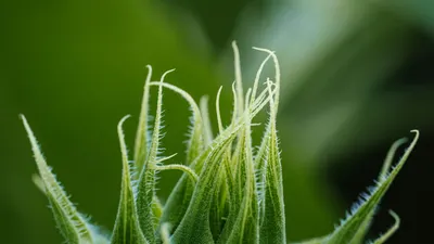 Macro shot capturing the intricate details of a fuzzy green plant bud with vibra 4k macro wallpaper