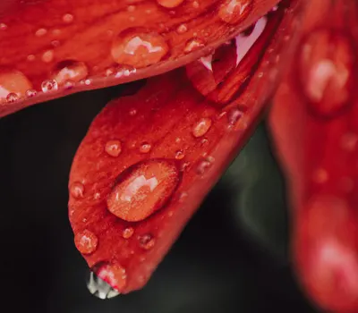 Macro shot of a red petal featuring glistening water droplets after rain, showca 4k macro wallpaper