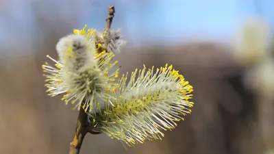 Nature plants base 4k macro wallpaper
