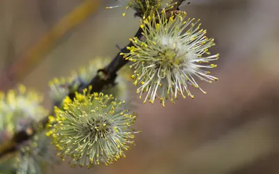 Nature plants base 4k macro wallpaper