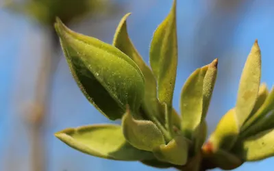 Nature plants closeup 4k macro wallpaper