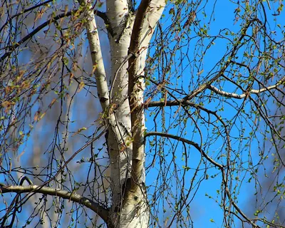 Nature plants delicate 4k macro wallpaper