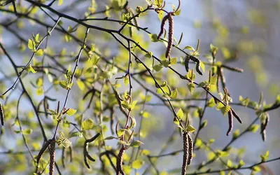 Nature plants delicate 4k macro wallpaper