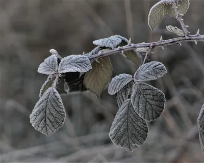 Nature plants environment 4k macro wallpaper