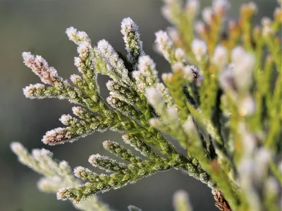 Nature plants iglak 4k macro wallpaper